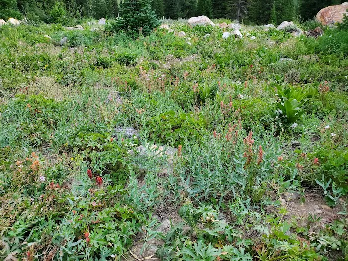 Tony Grove Campground Picture 8