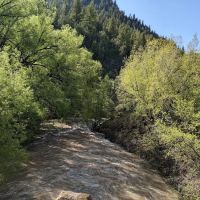Wood Camp Campground ico