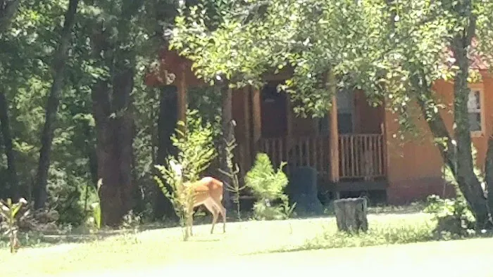 Custom Cabin Rental Picture 6
