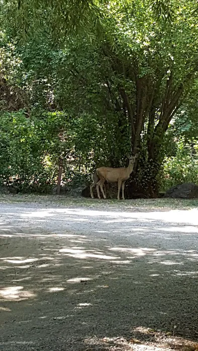 Lodge Campground Picture 6
