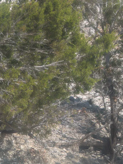 Juniper Ridge Campground Picture 6