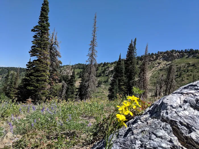 Willard Basin Campground Picture 2