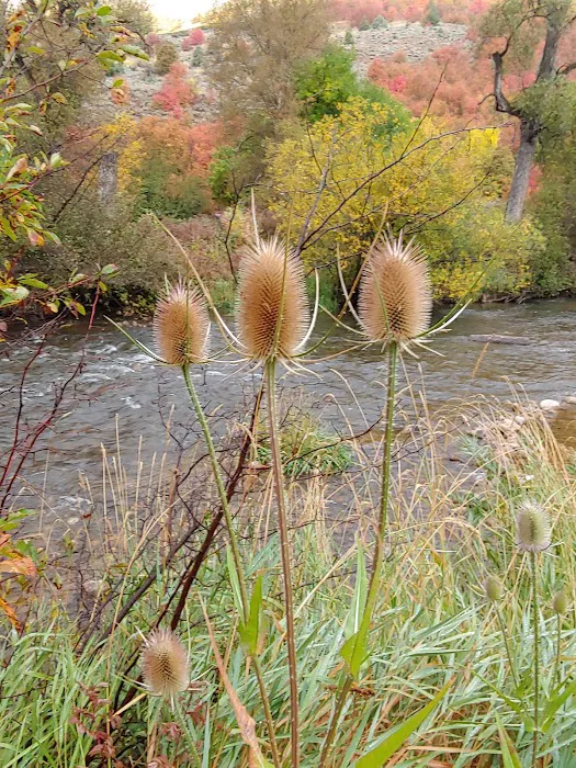 South Fork Campground Picture 10