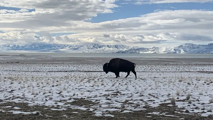 Antelope Island Campground Picture 8