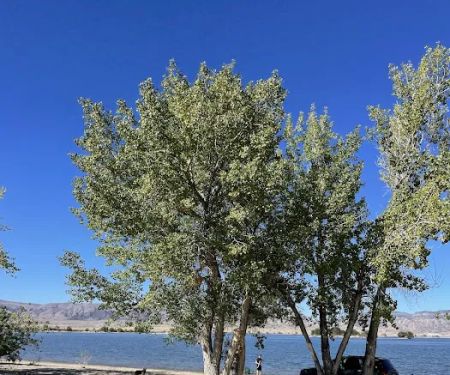 Cottonwood Camping Area