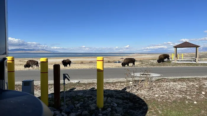 Bridger Bay Campground Picture 6