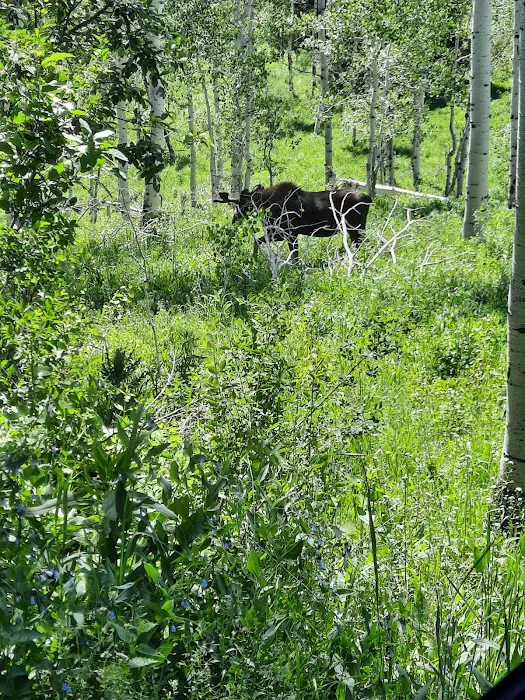 Brighton Meadows Recreation Camp Picture 4