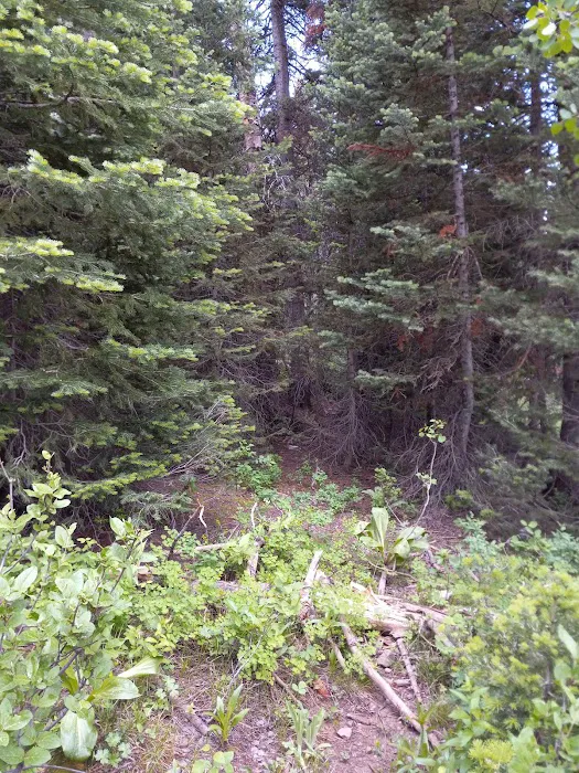 Jordan Pines Group Campground Picture 7