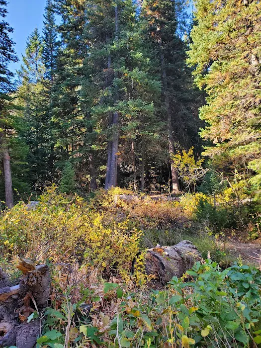 Spruces Campground Picture 10