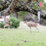 FamCamp