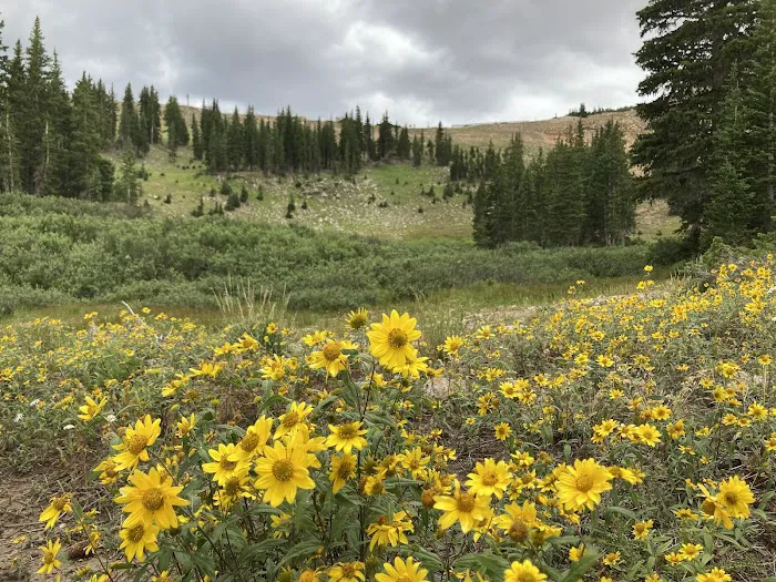 Albion Basin Campground Picture 5