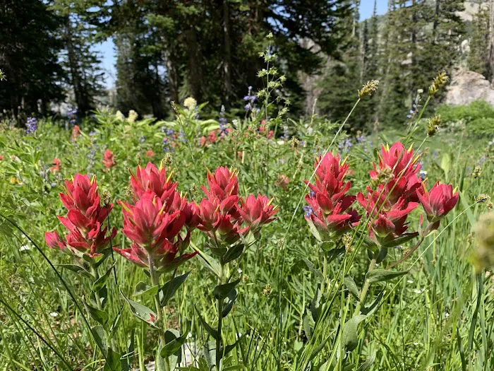 Albion Basin Campground Picture 9