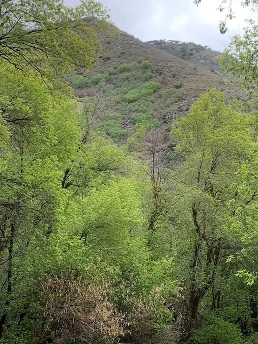 Middle Canyon Campground Picture 6