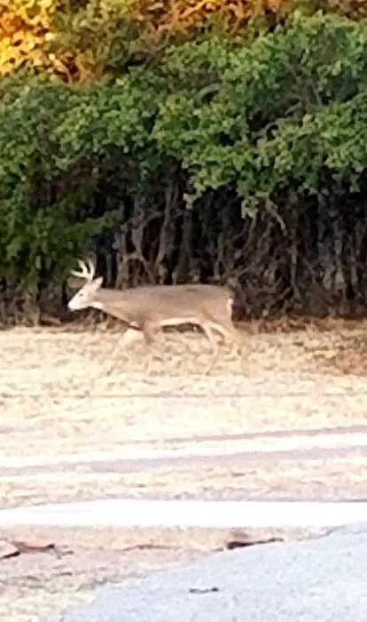 Mountain View Campground Picture 5