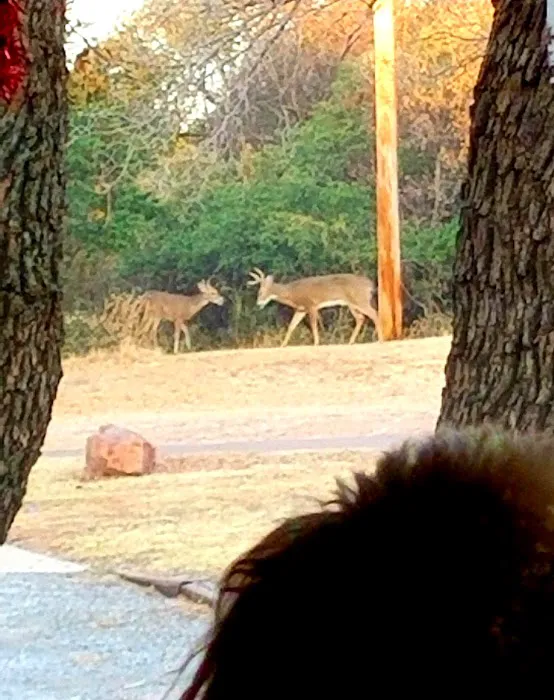 Mountain View Campground Picture 7