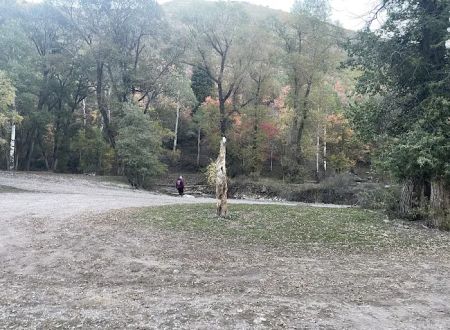 Ophir Campgrounds