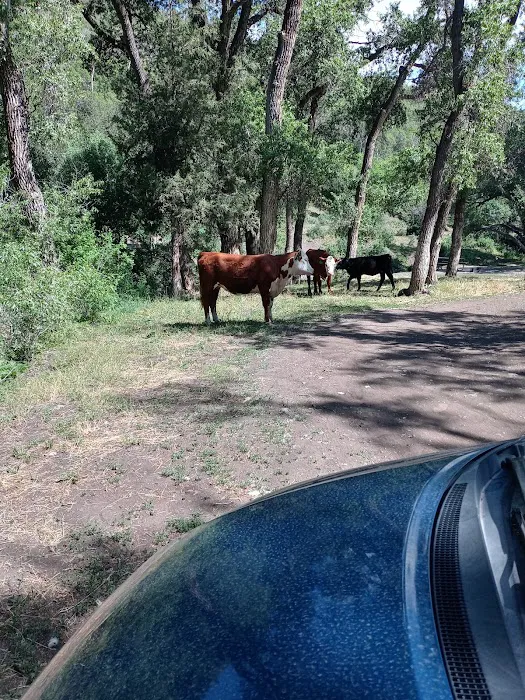 Ophir Campgrounds Picture 8
