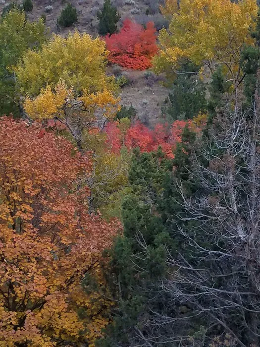 Cottonwood Campground Picture 5