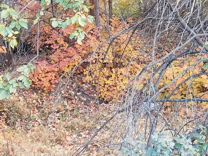 Cottonwood Campground Picture 7