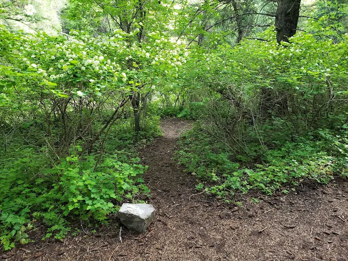 Upper Narrows Campground Picture 2