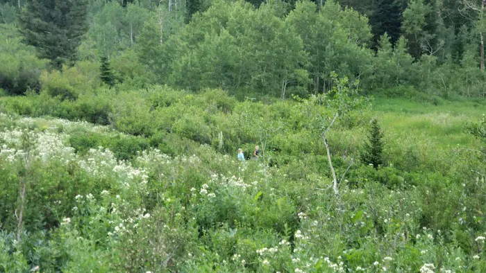Timpooneke Campground Picture 4
