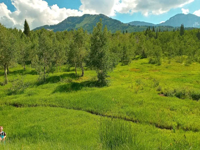 Mount Timpanogos Campground Picture 4