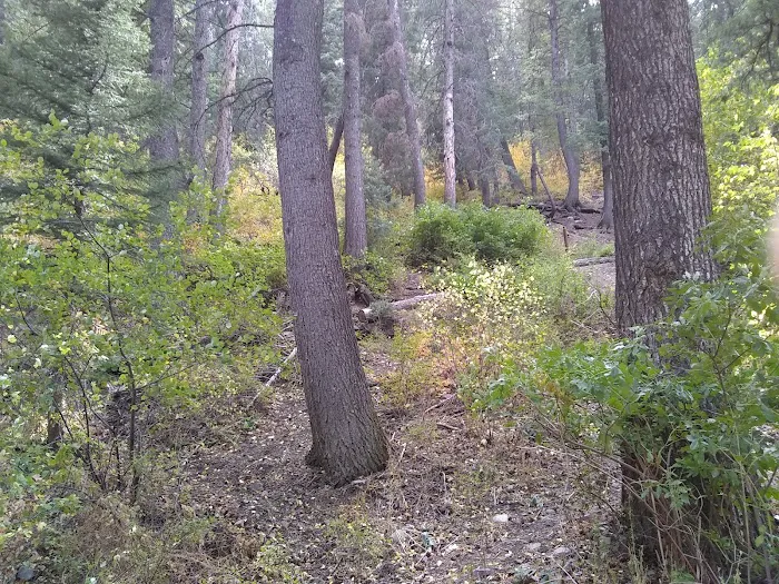 Theater-in-the-Pines Group Campground Picture 6