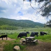 Ponderosa Group Campground ico