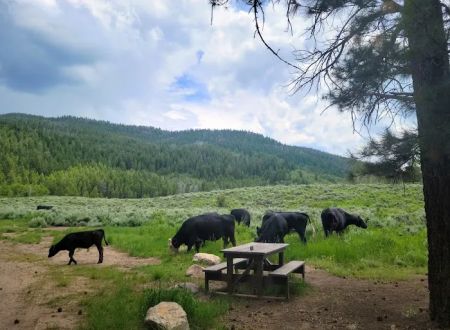 Ponderosa Group Campground