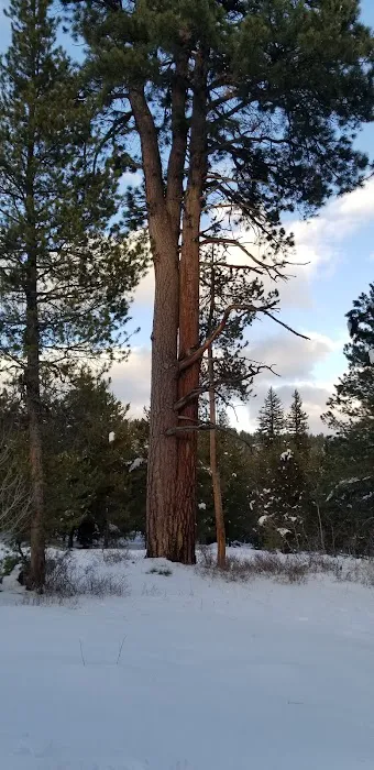 Pine Valley North Campground Picture 5