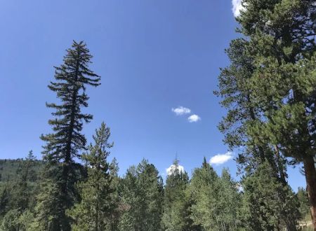 Pine Valley Group Campground