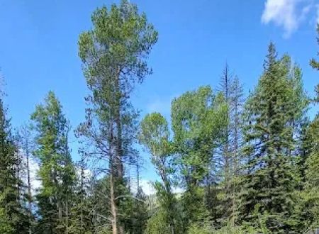 Lower Provo River Campground