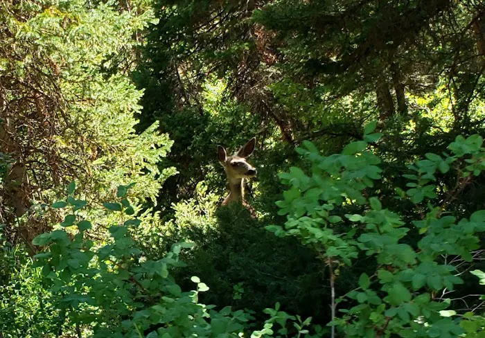Ledgefork Campground Picture 10
