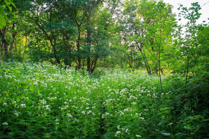 Hope Campground Picture 7