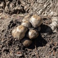 Soapstone Basin Camping ico