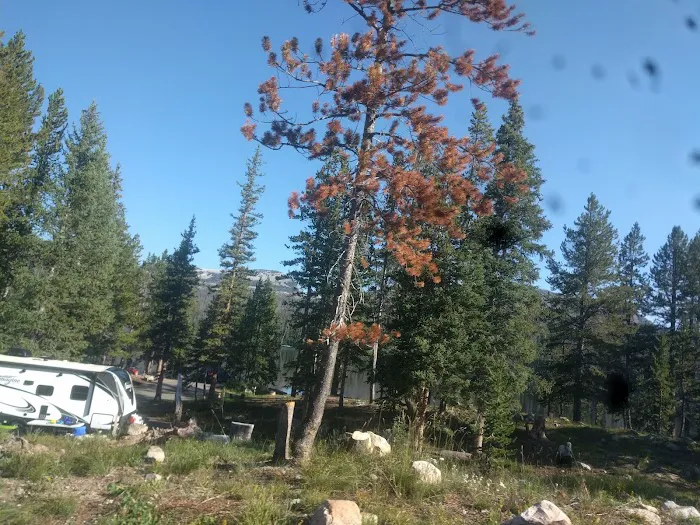 Trial Lake Campground Picture 5