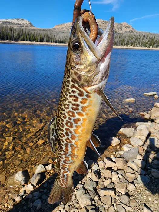Trial Lake Campground Picture 6