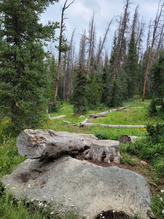 Trial Lake Campground Picture 8