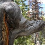 Lilly Lake Campground