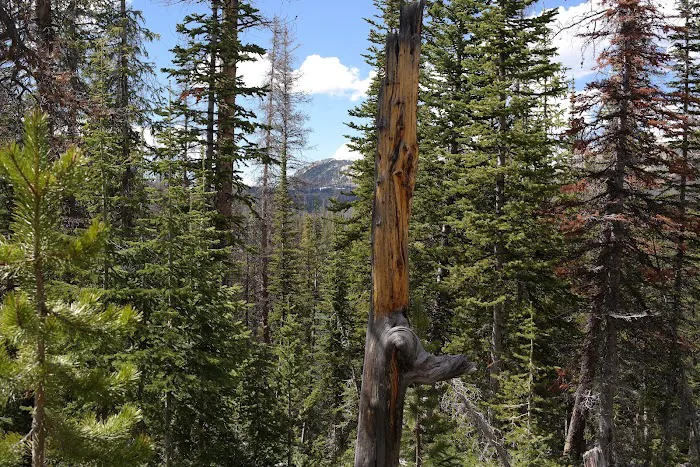 Lilly Lake Campground Picture 9