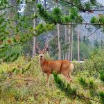 Lodgepole Campground