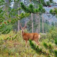 Lodgepole Campground ico