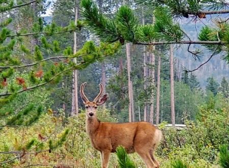 Lodgepole Campground