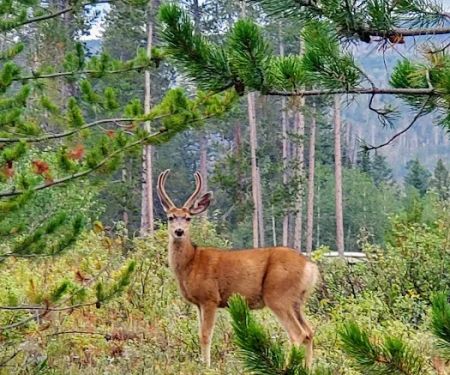Lodgepole Campground