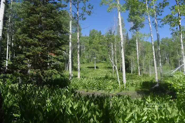 Lodgepole Campground Picture 8