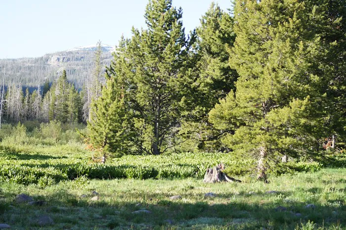 Sulphur Campground Picture 5