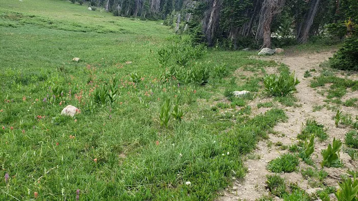 Moosehorn Campground Picture 9