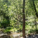 Tinney Flat Campground