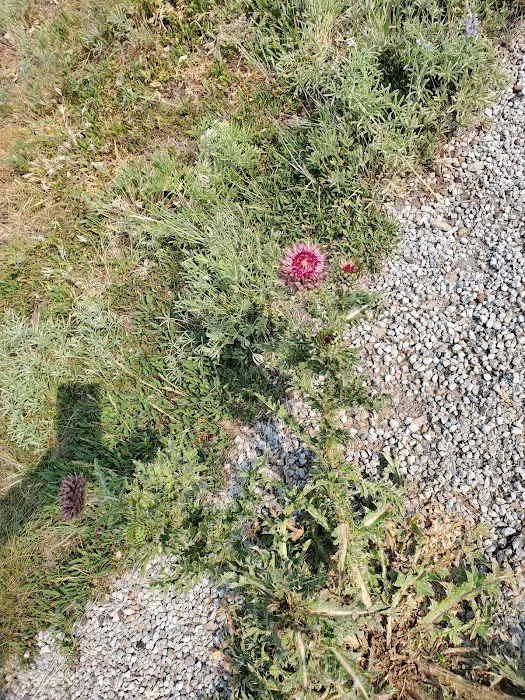 Strawberry Bay Group Campground Picture 5