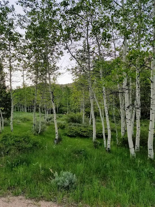 Aspen Campground Picture 5